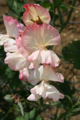Picture of Sweet Pea - Mollie Rilstone